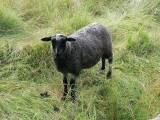 Gotlandsfår Gotlandsfår