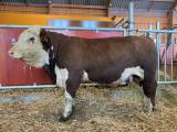 Blivande avelstjurar Hereford Blivande avelstjurar Hereford