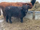 1 åriga Highland Cattle kvigor