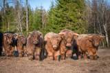 Highland Cattle tjurar lämpliga för avel