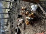 Flock med dvärgkochin Flock med dvärgkochin