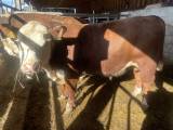 Stamboksförda hereford tjurar Stamboksförda hereford tjurar
