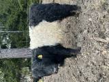 Belted Galloway Belted Galloway