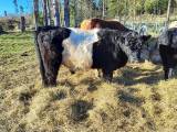 Belted Galloway Belted Galloway