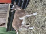 Jämtgetter bockkilling killing bock Jämtgetter bockkilling killing bock