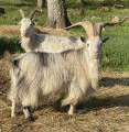 Göinge bock säljas Göinge bock säljas