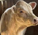 Charolaistjur Charolaistjur