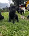 Bedårende Cane Corso-hvalpe til adoption Bedårende Cane Corso-hvalpe til adoption