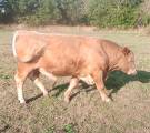 Ungtjurar Charolais& BeltedGalloway korsningar Ungtjurar Charolais& BeltedGalloway korsningar