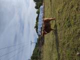 Highland cattle tjur Highland cattle tjur