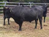 Wagyu Tjur Wagyu Tjur